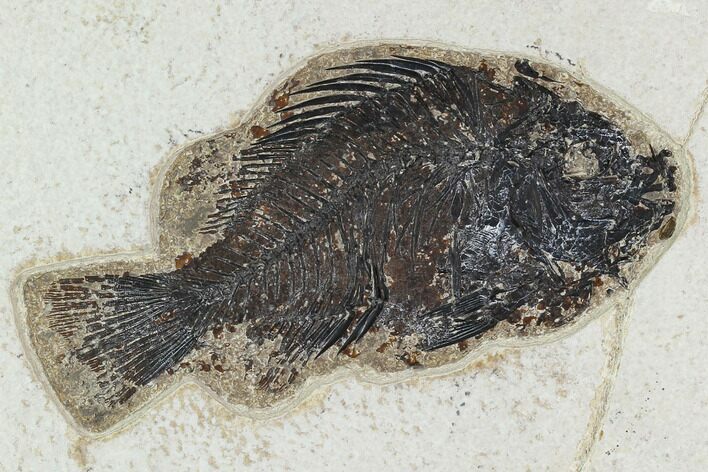 Bargain, 4.9" Fossil Fish (Cockerellites) - Green River Formation